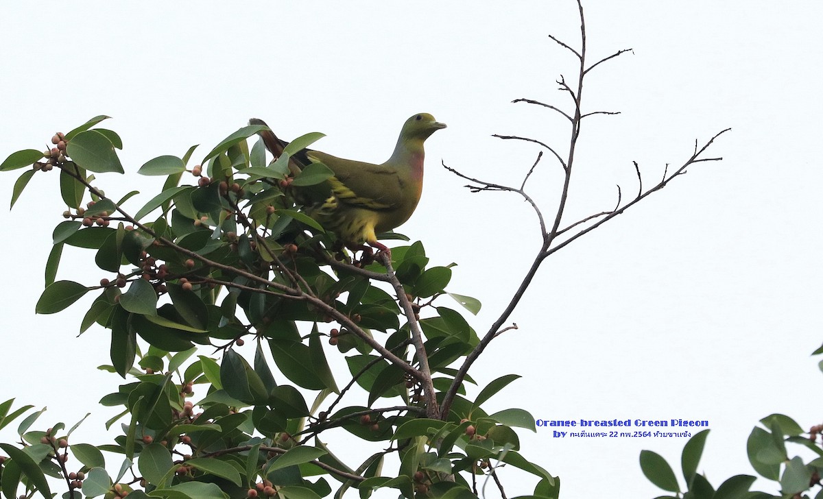 Orange-breasted Green-Pigeon - ML473540221