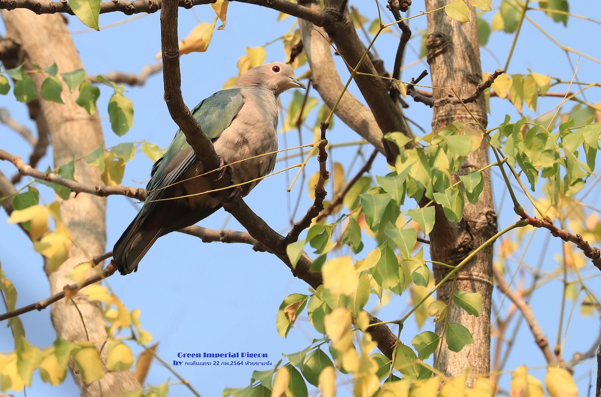 Green Imperial-Pigeon - ML473540281