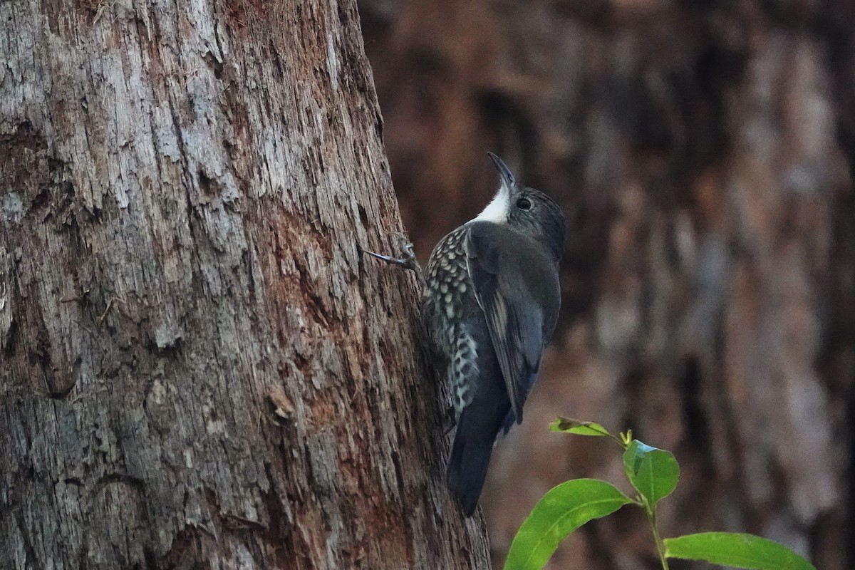 White-throated Treecreeper - ML473541001