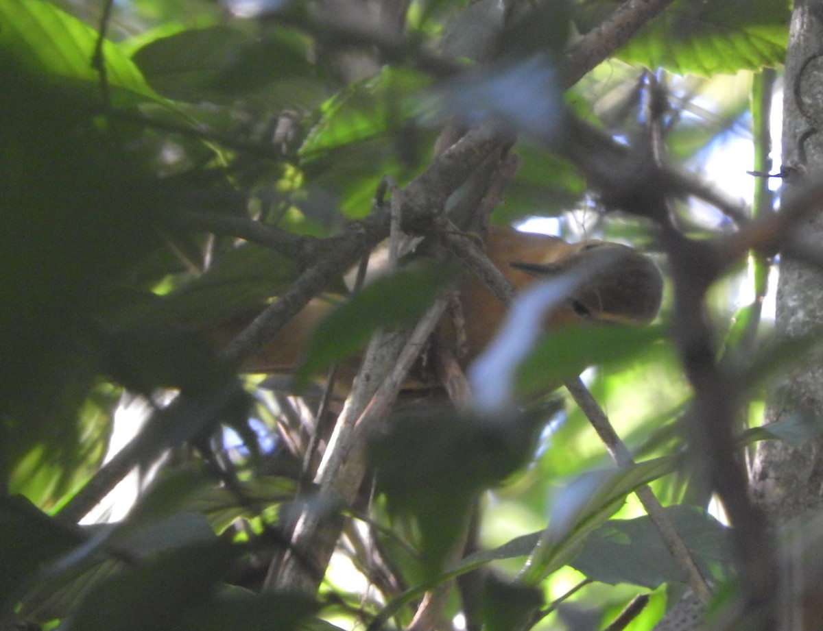 Ochre-breasted Foliage-gleaner - ML473541051