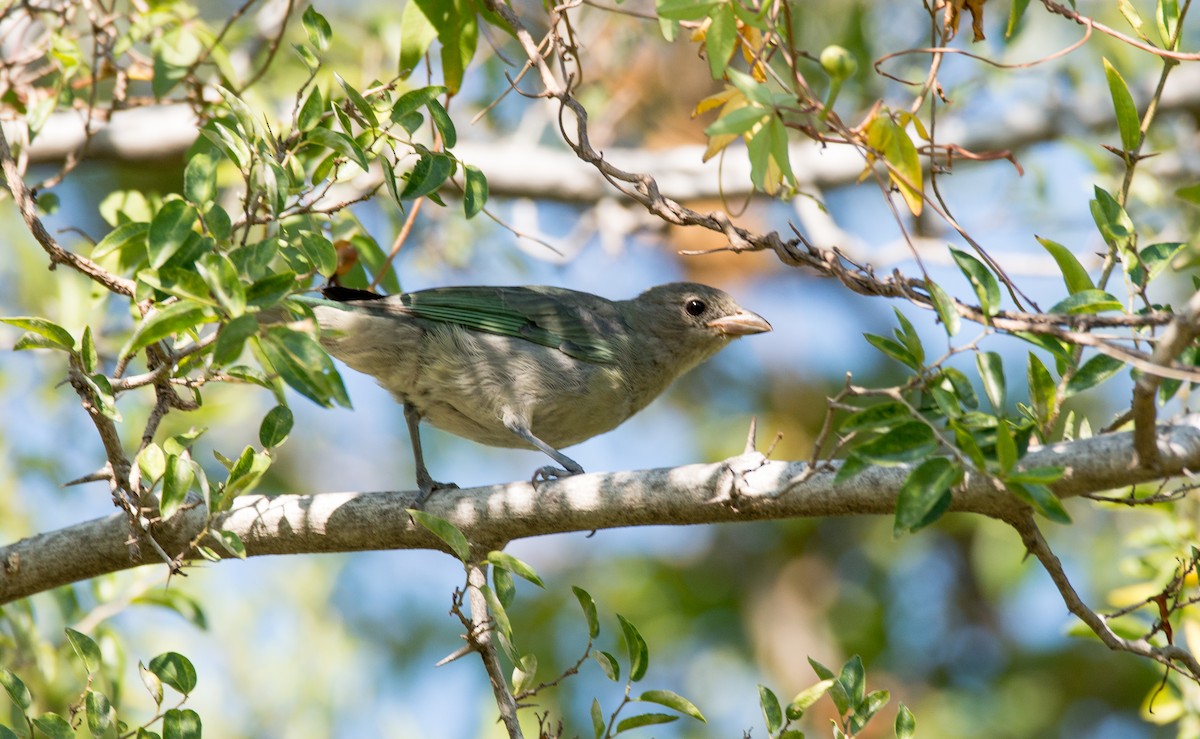 Sayaca Tanager - ML47354121