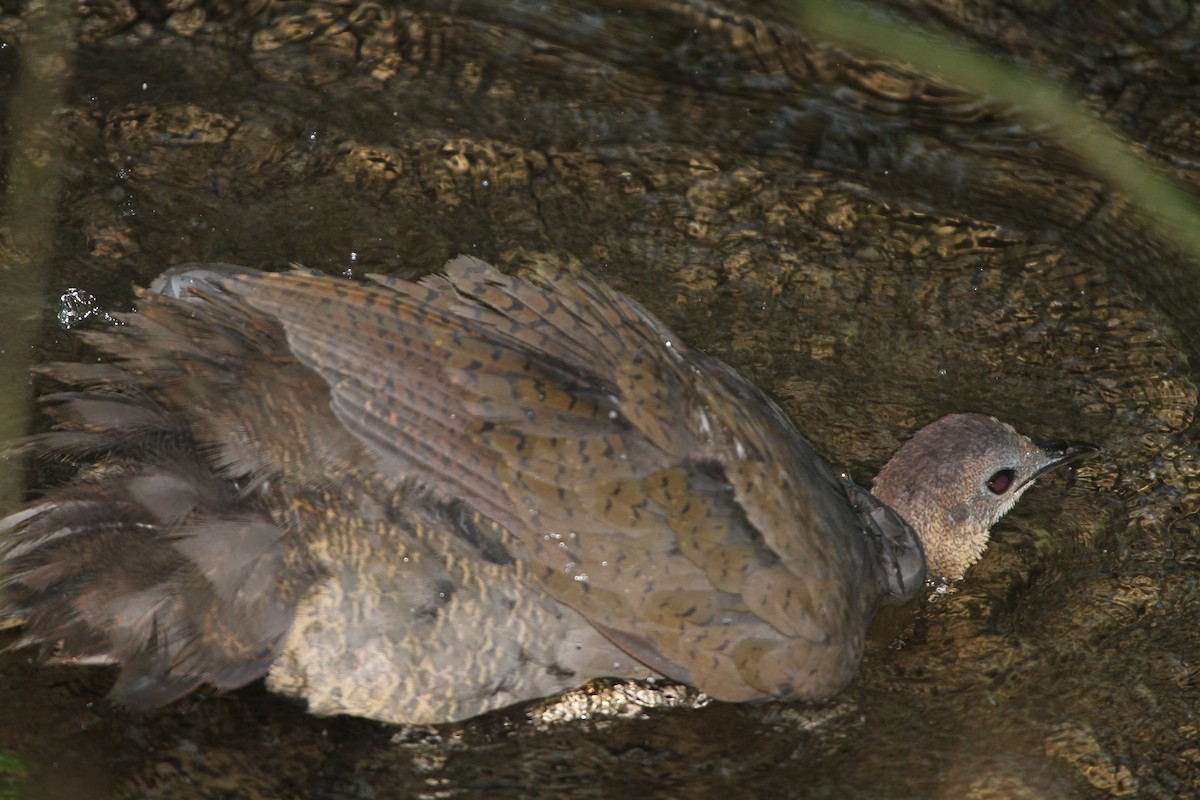 Grand Tinamou - ML47354191