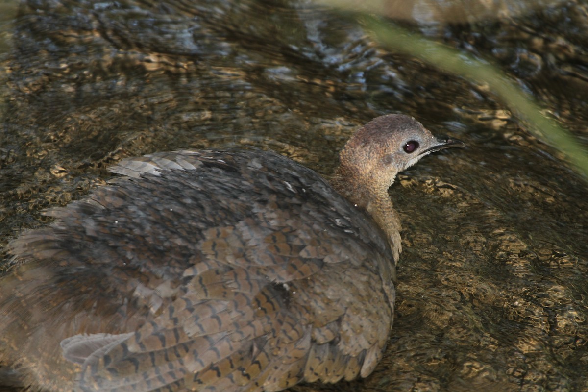 Great Tinamou - Pam Rasmussen