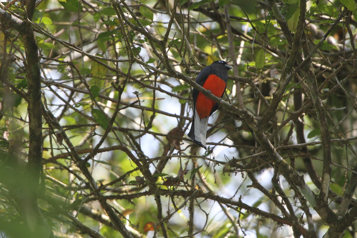 Trogón de Baird - ML47354281