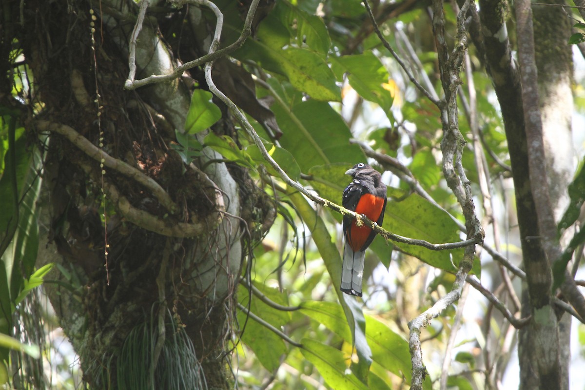 Trogon de Baird - ML47354291