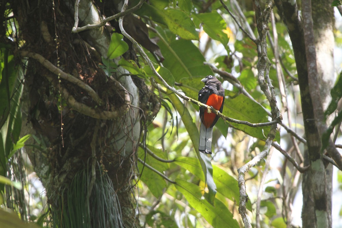 Trogón de Baird - ML47354311