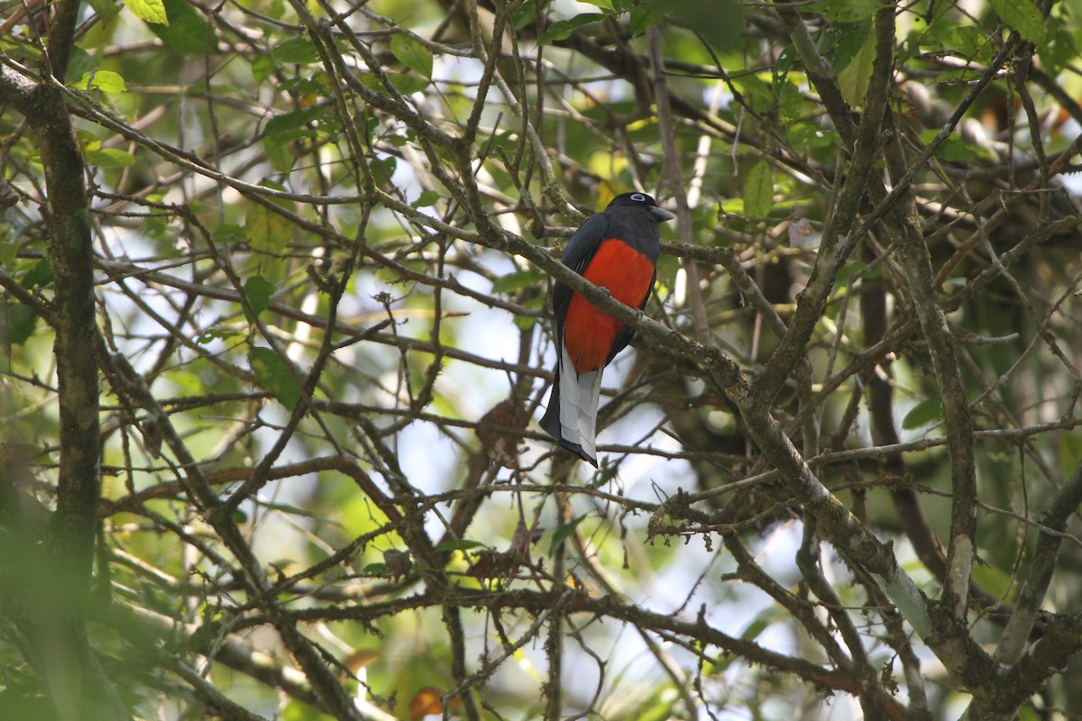 Baird's Trogon - ML47354321