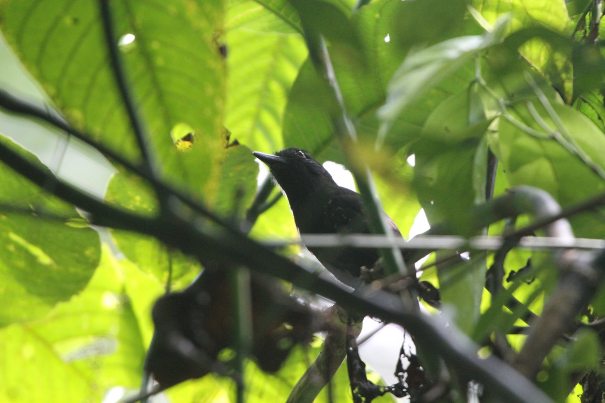 Black-hooded Antshrike - ML47354361