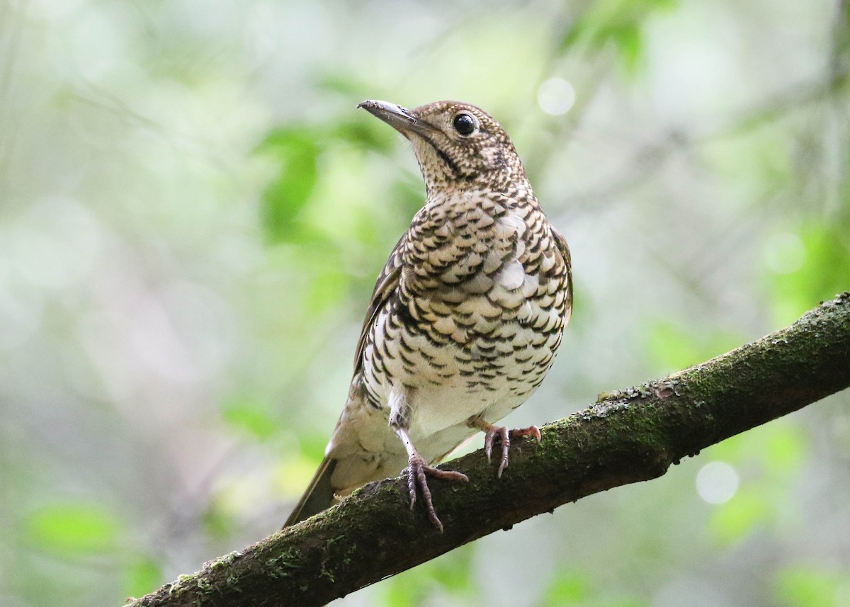 Bassian Thrush - ML473543711