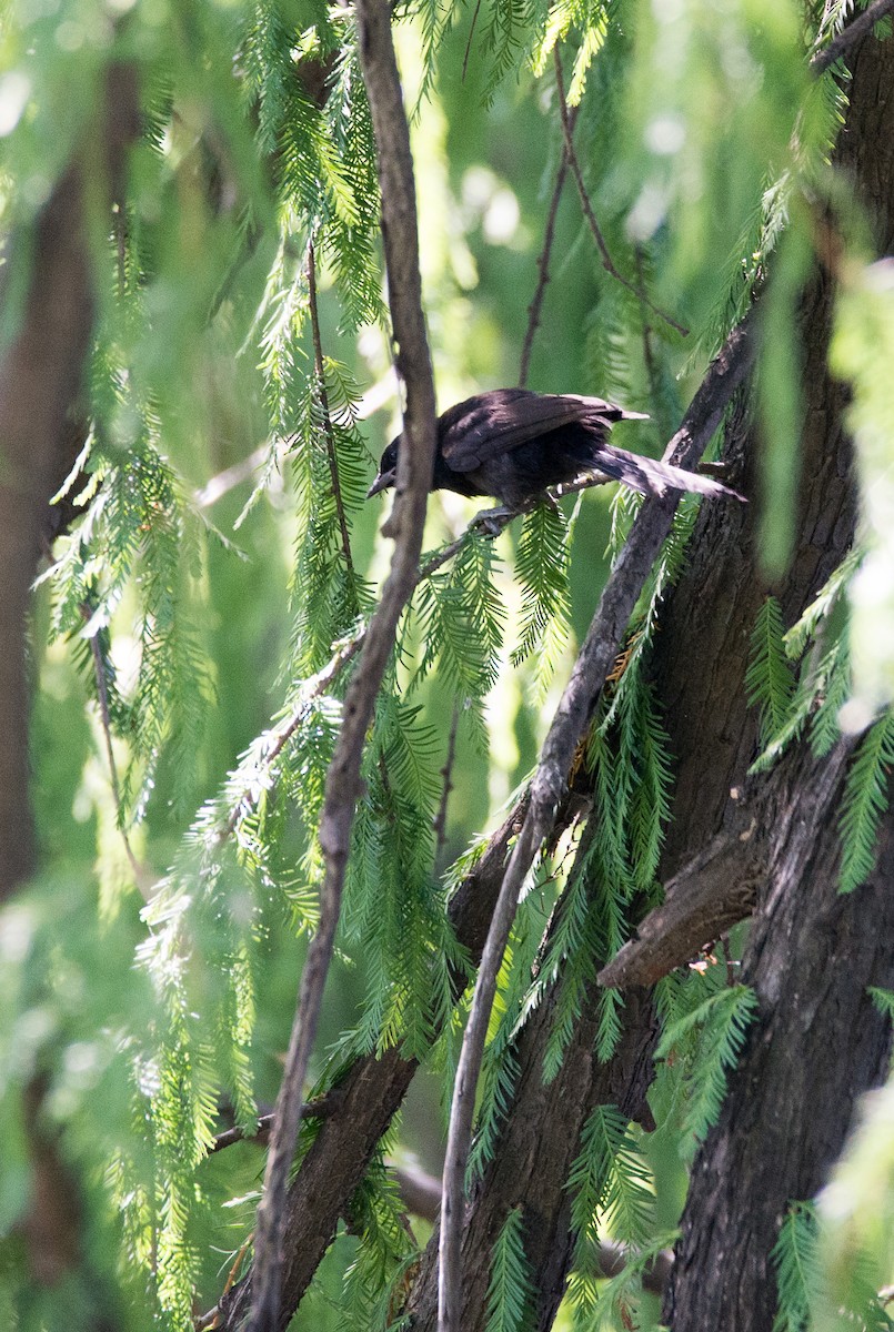 Variable Oriole - Mariano  Ordoñez