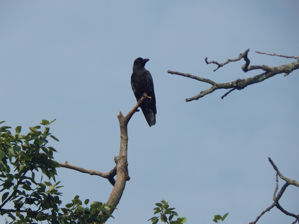 Large-billed Crow - ML473544361