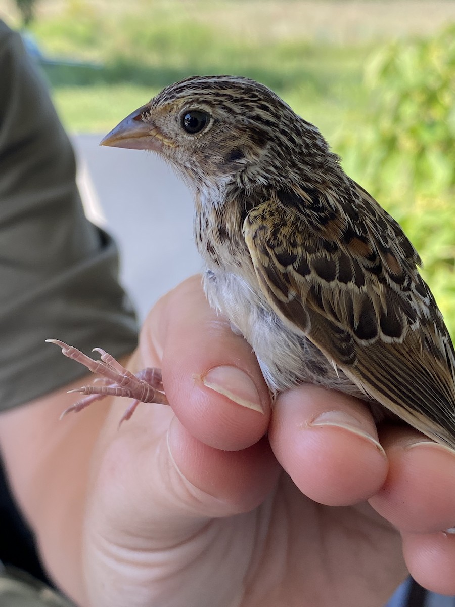 Grasshopper Sparrow - ML473546621