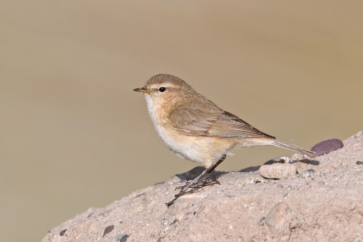 Mountain Chiffchaff - Aseem Kothiala