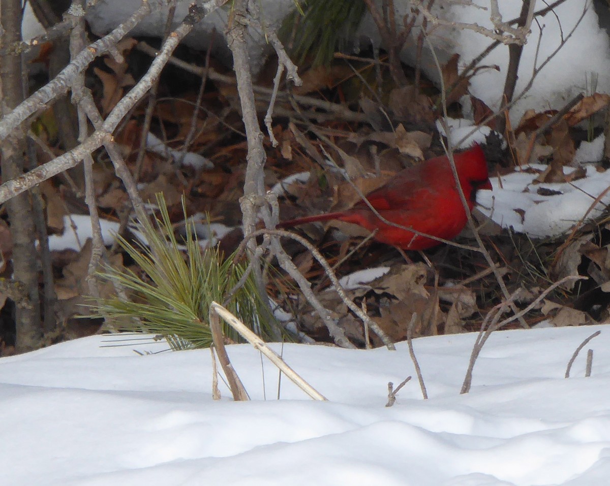 Northern Cardinal - ML47354991