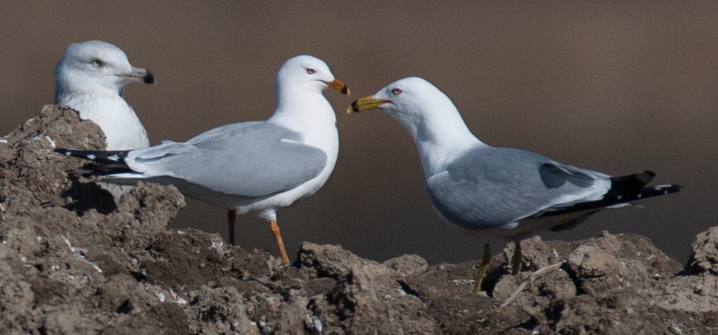 Ring-billed Gull - Brandon Holden
