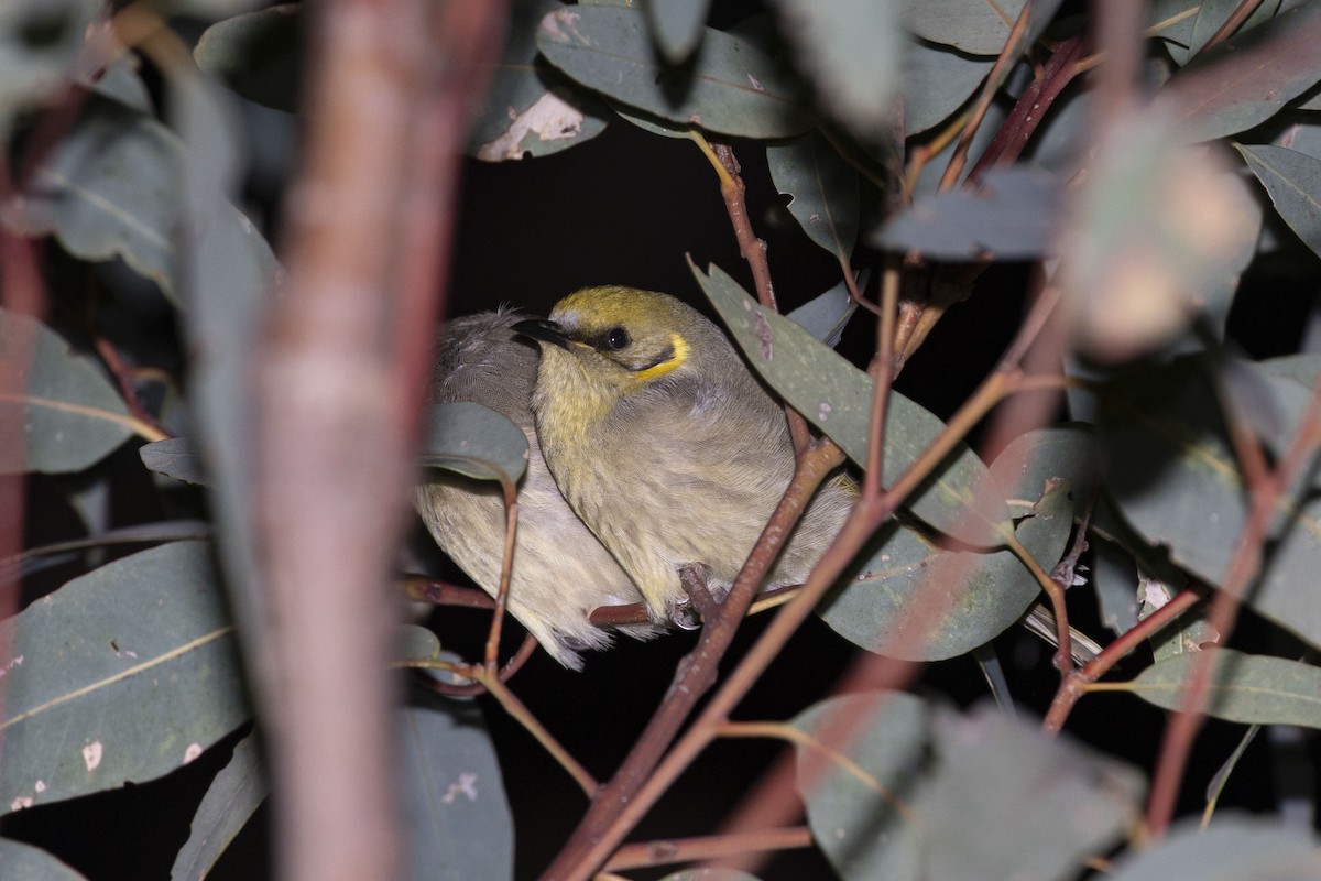 Gray-fronted Honeyeater - ML473550301