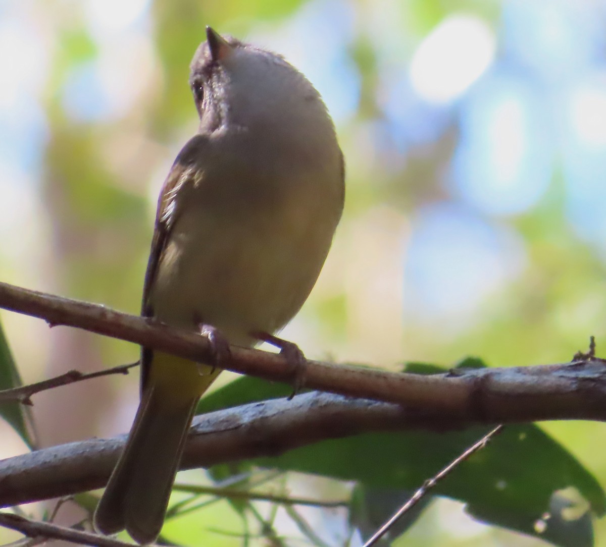 Golden Whistler - ML473551261