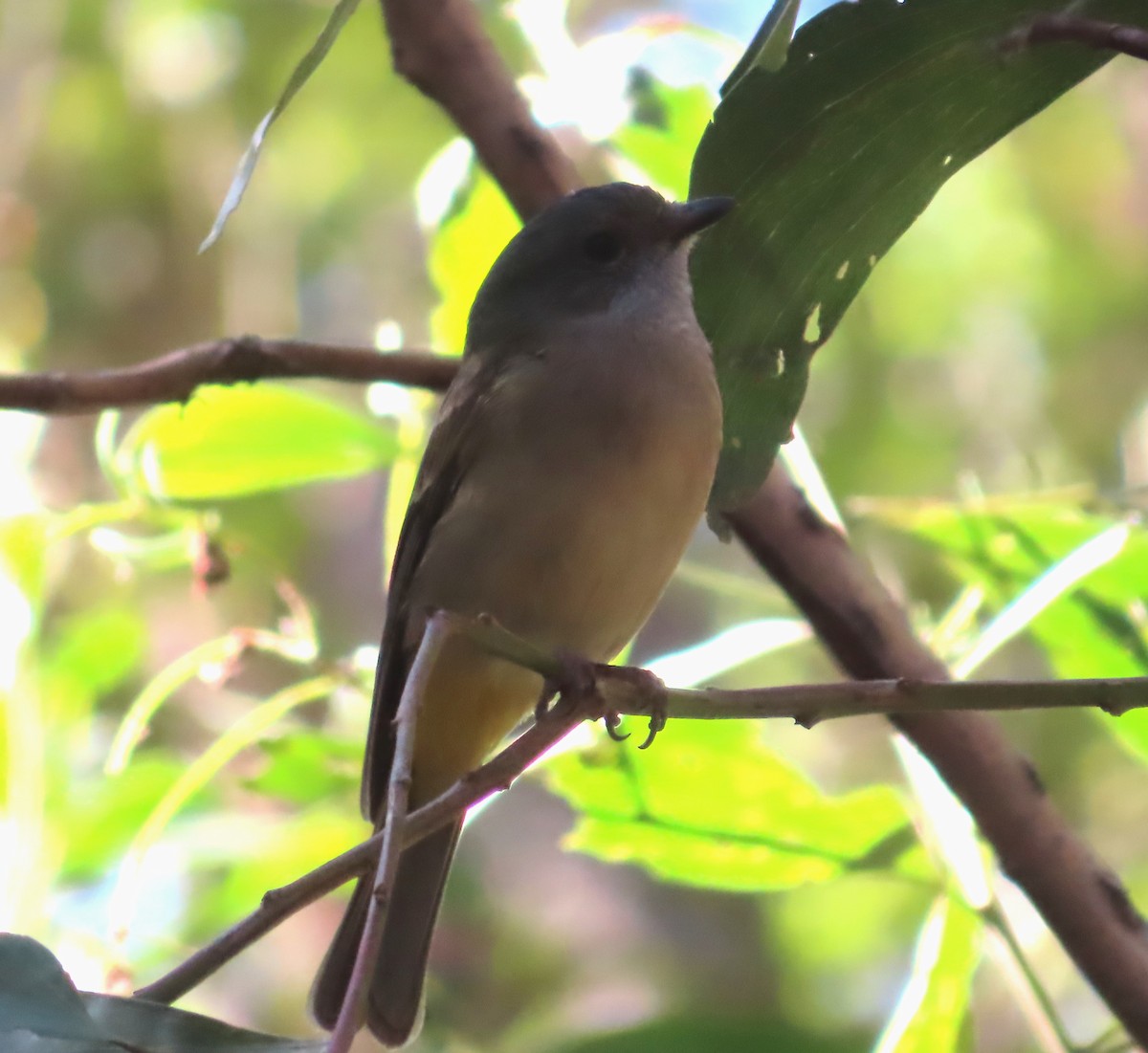 Golden Whistler - ML473551321