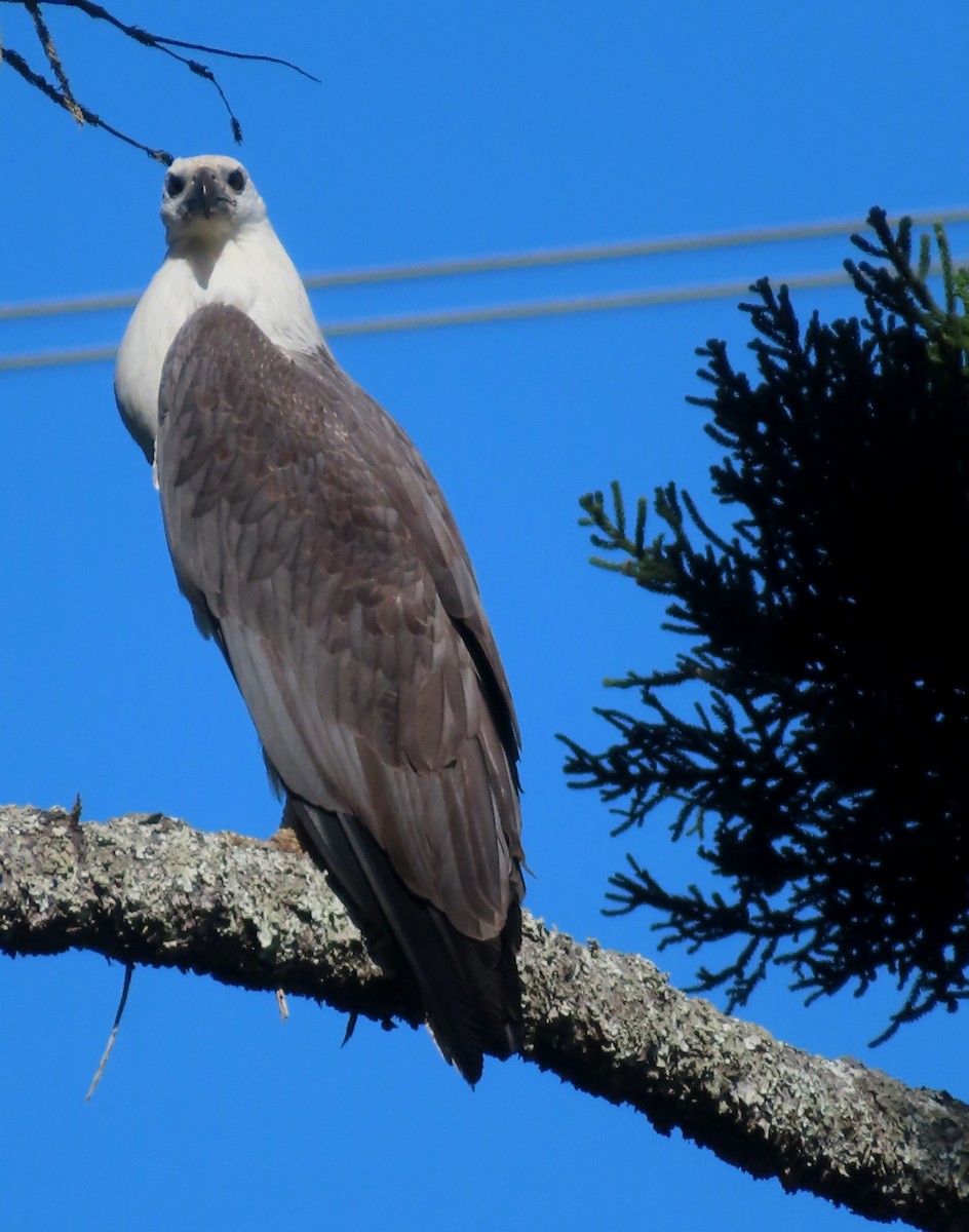 White-bellied Sea-Eagle - ML473551401