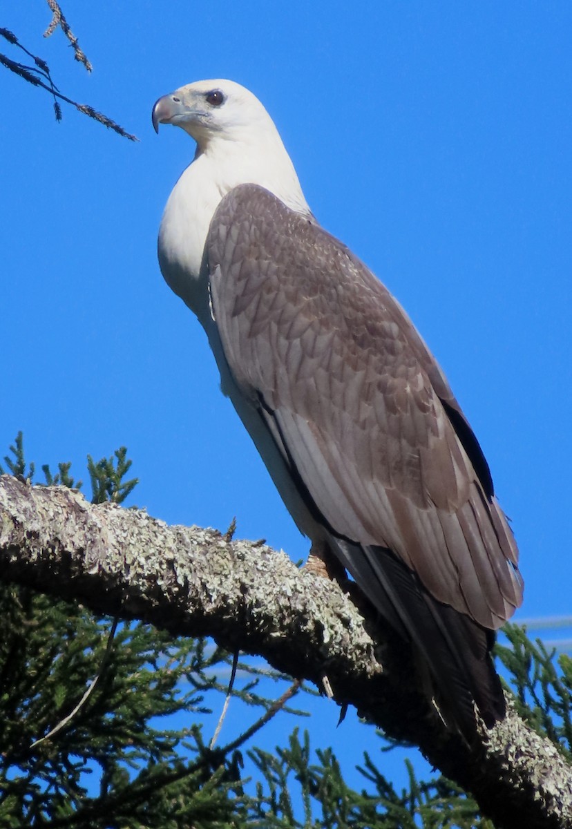 White-bellied Sea-Eagle - Paul Dobbie