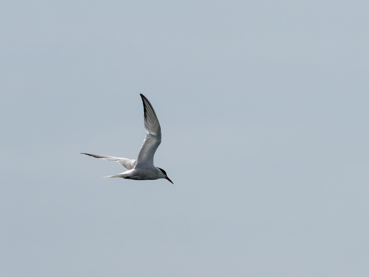 Common Tern - Chris Allen
