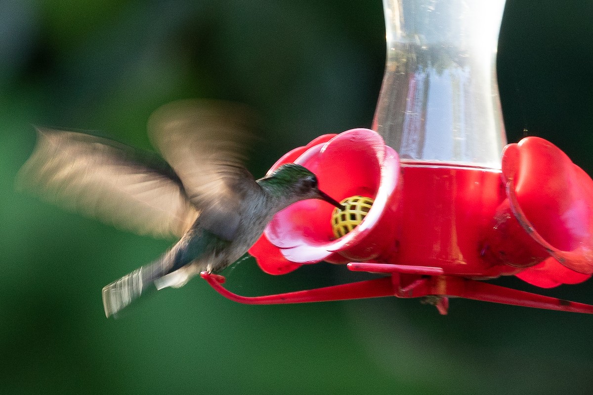 Gray-breasted Sabrewing (largipennis) - ML473552521