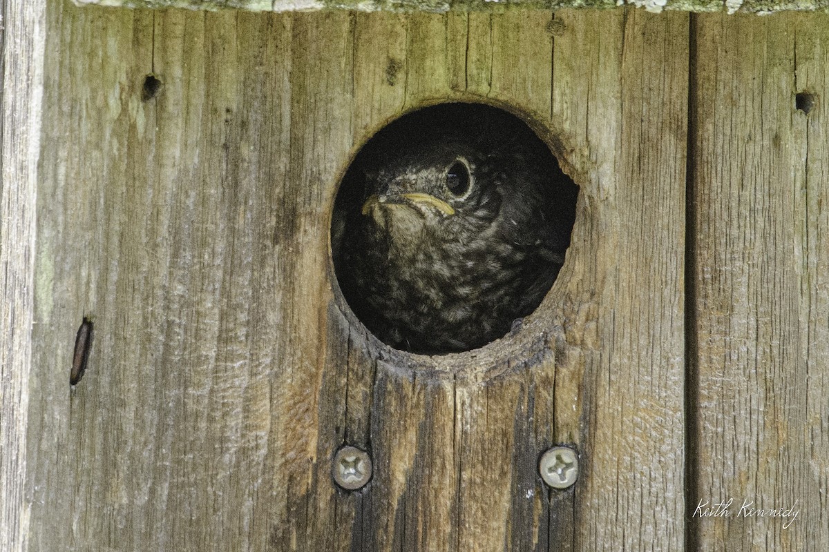 Eastern Bluebird - ML473552621