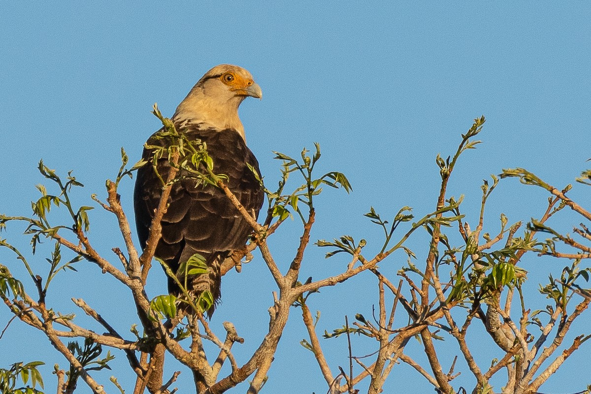 Caracara à tête jaune - ML473553571