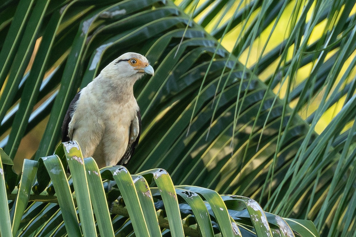 Caracara à tête jaune - ML473553581