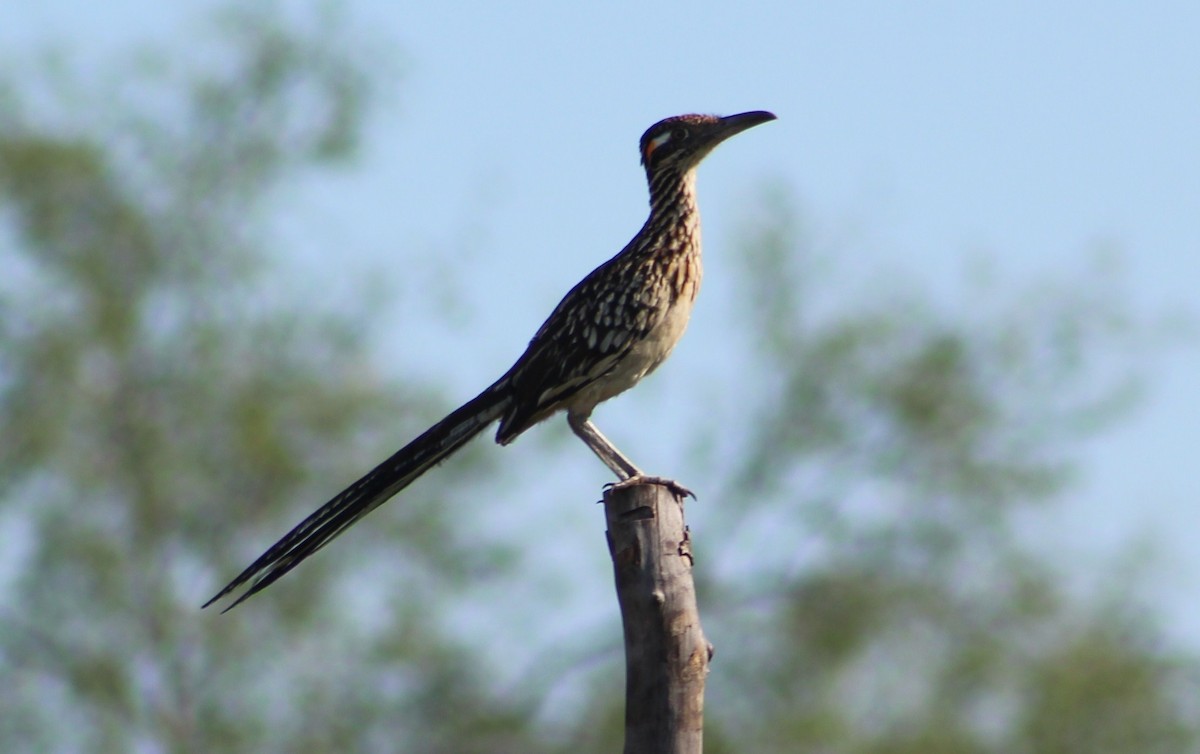 Greater Roadrunner - ML473557041