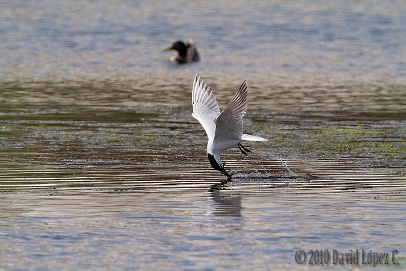 Gull-billed Tern - ML473558181