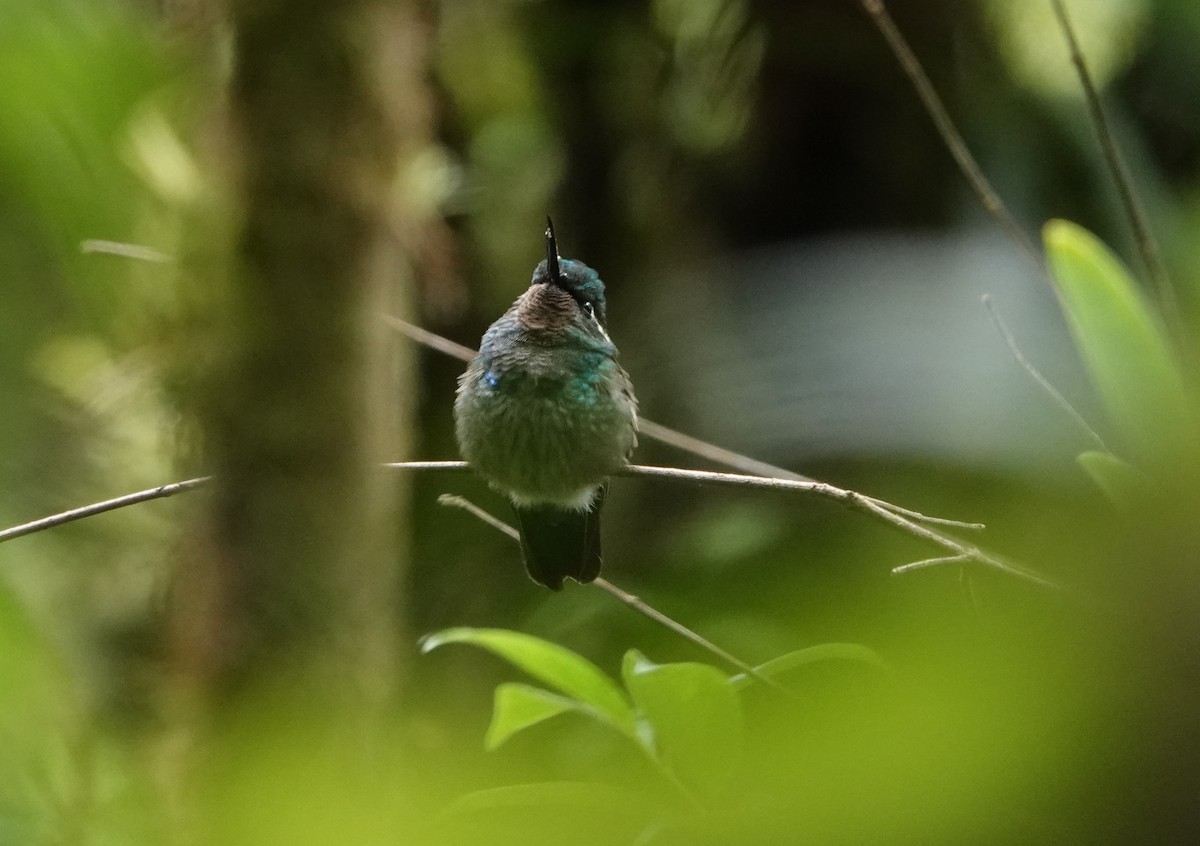 Colibrí Gorjipúrpura - ML473558381