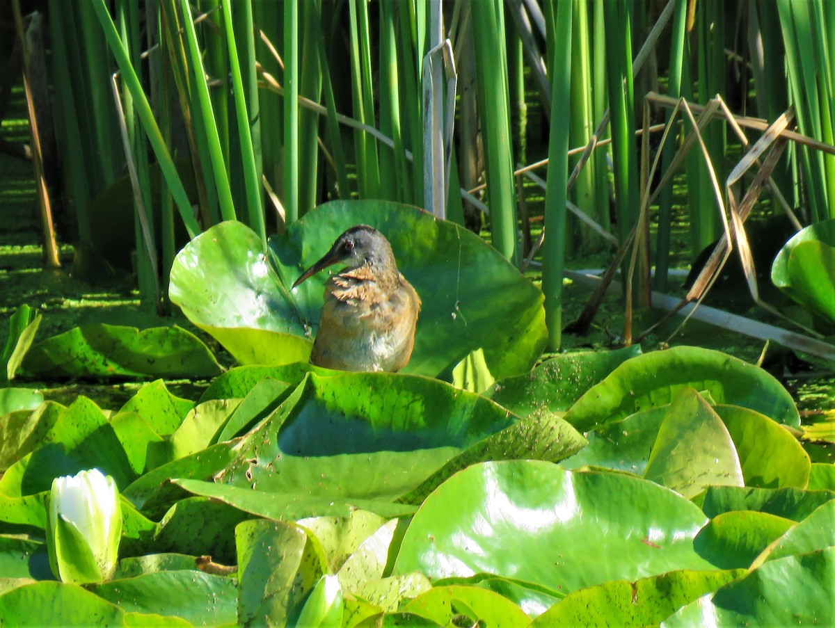 Virginia Rail - Jean-Denis Poulin