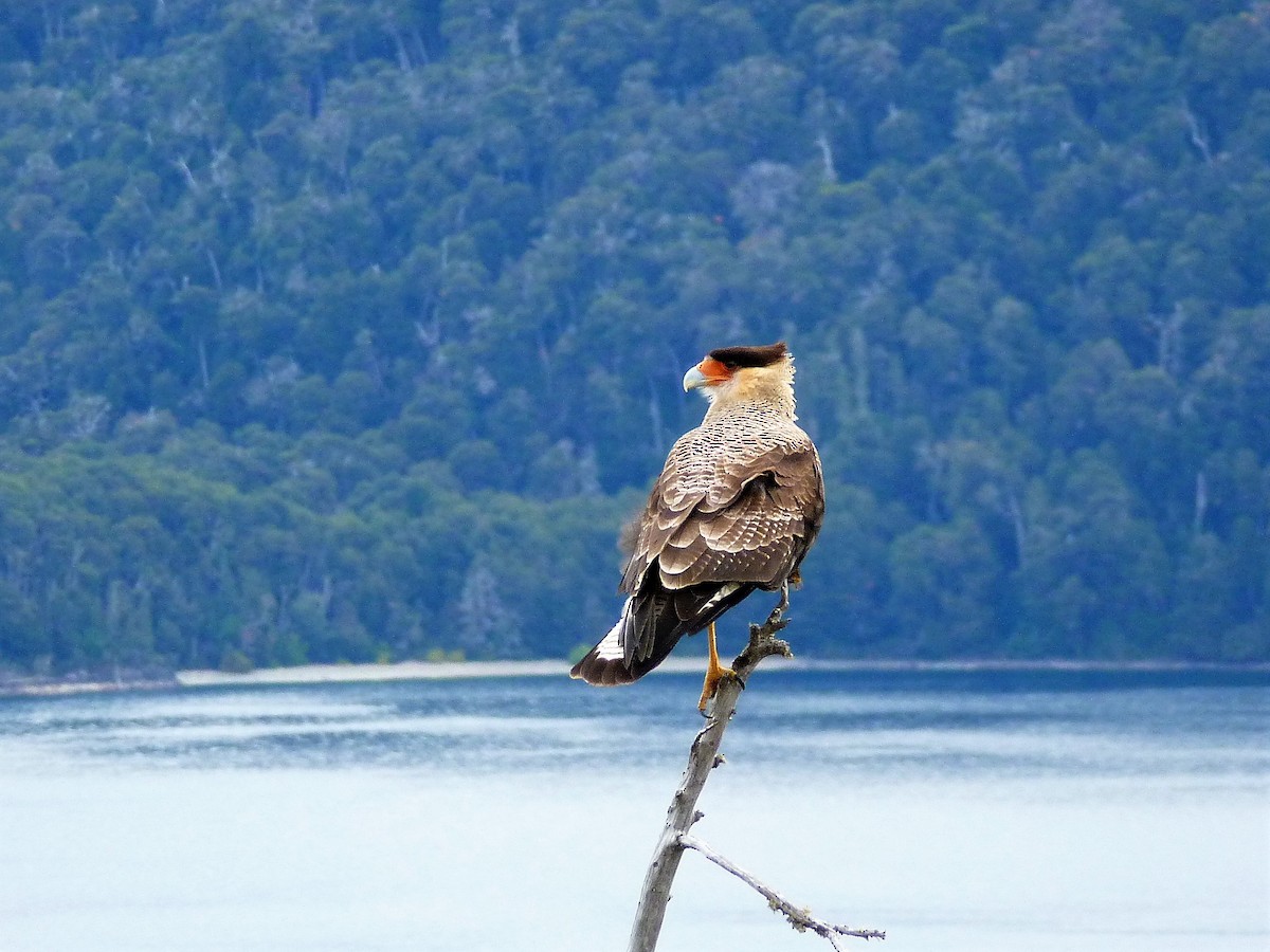 Crested Caracara - ML473560151