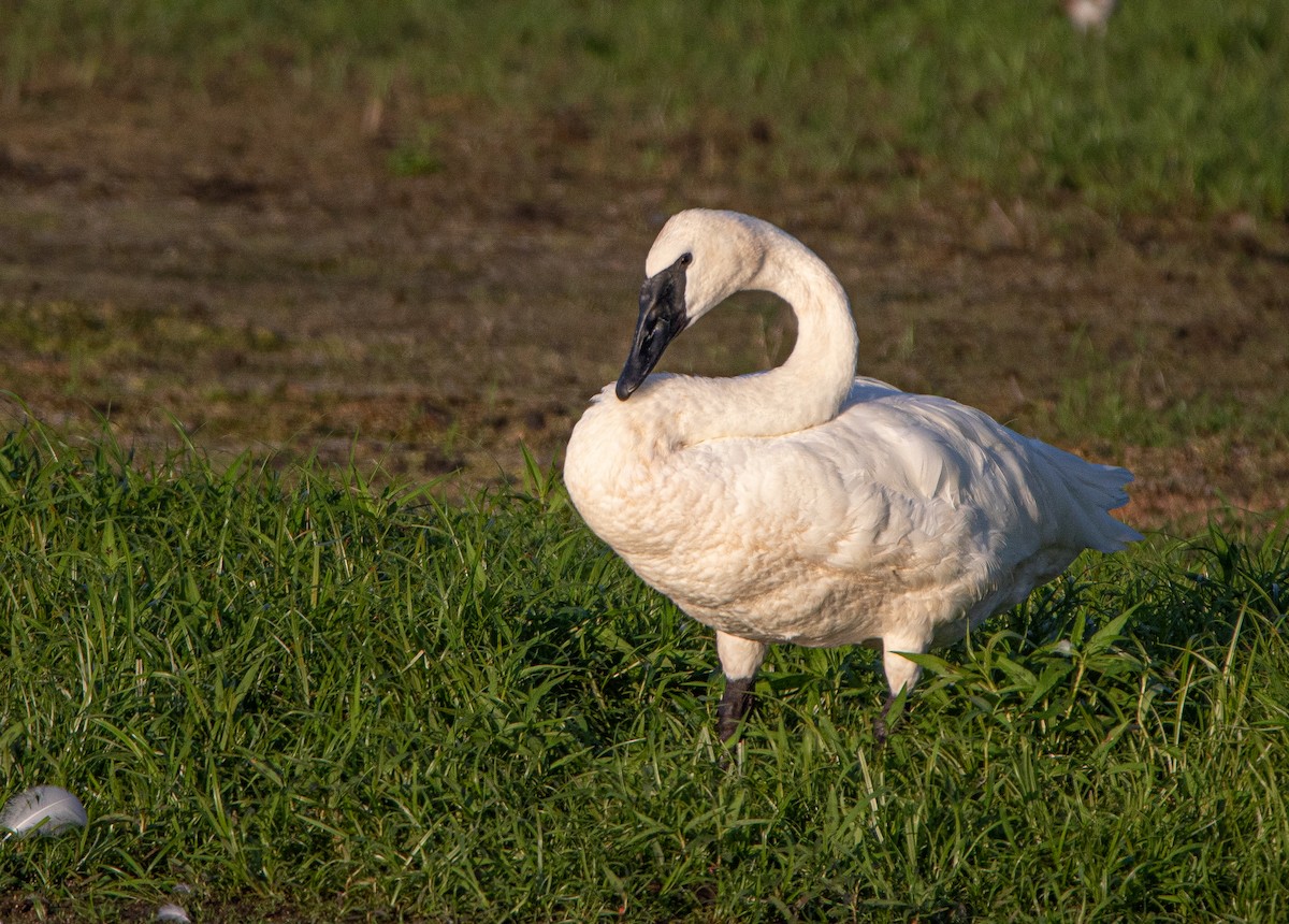 Trumpeter Swan - Joel Strong