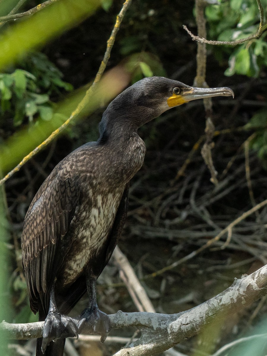 Great Cormorant - ML473563341