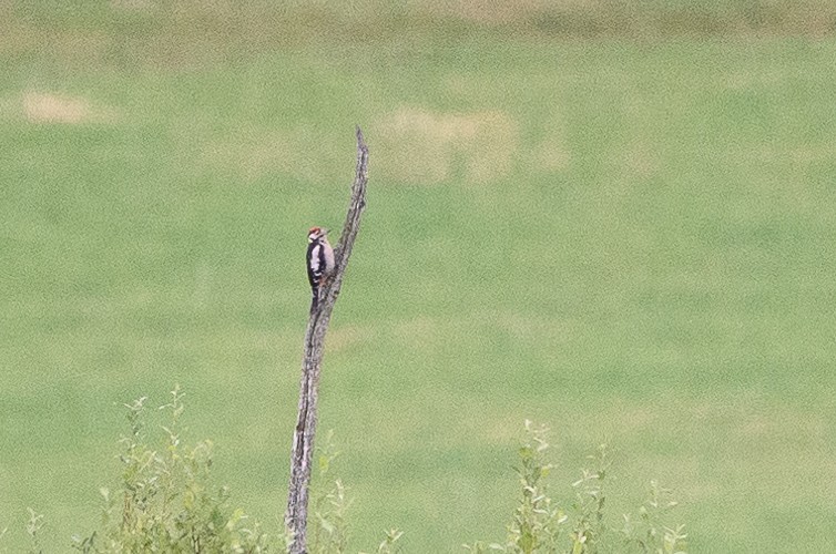 Great Spotted Woodpecker - ML473563531
