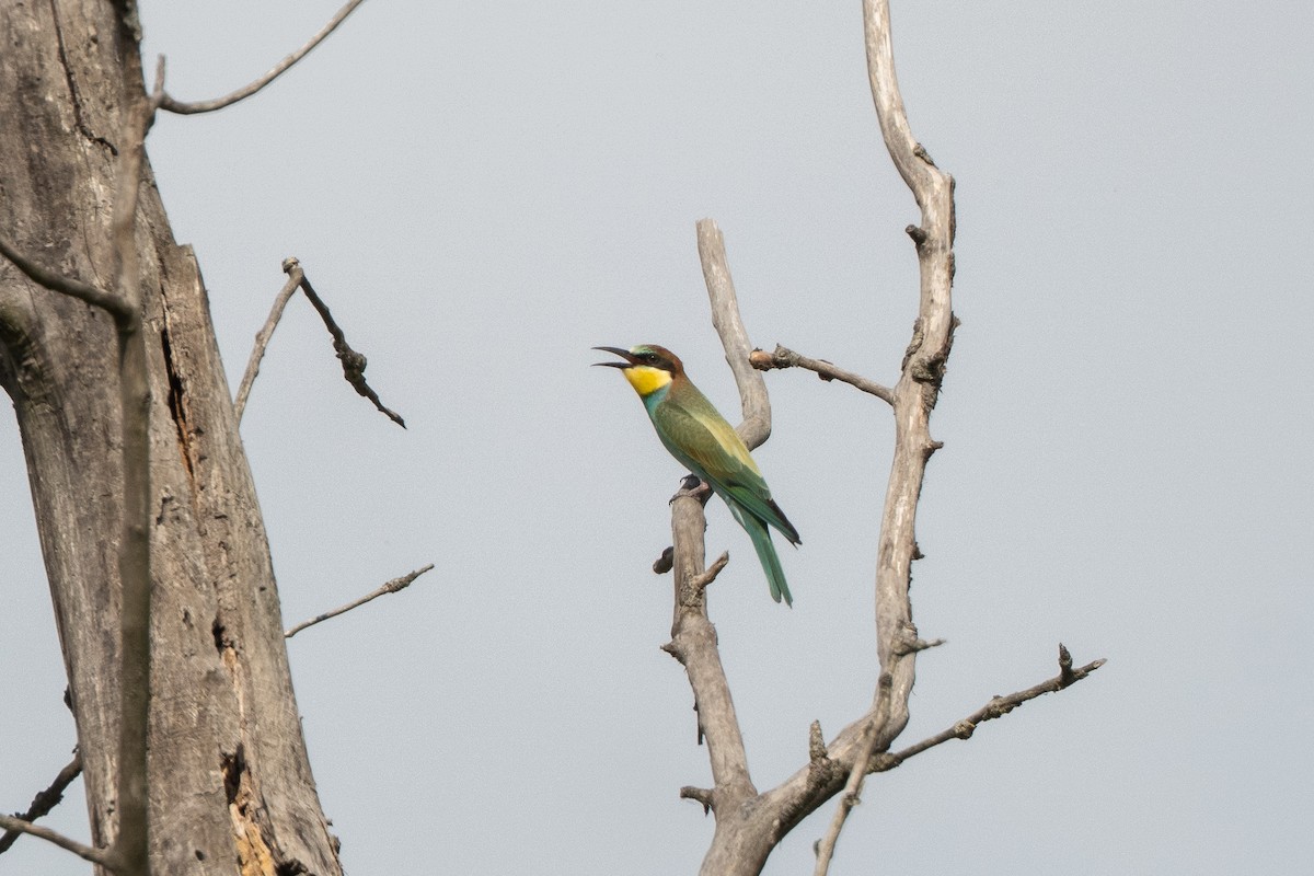 European Bee-eater - ML473563681