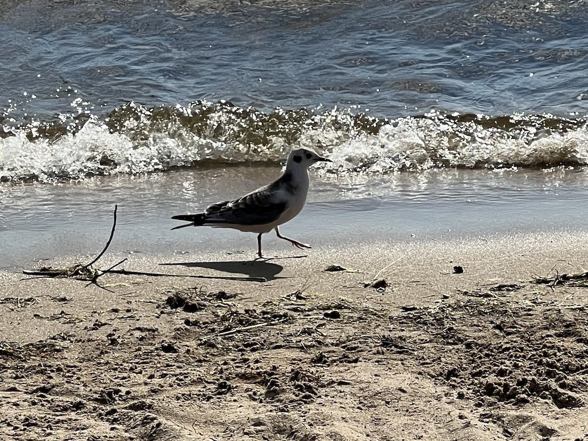 Bonaparte's Gull - ML473564671