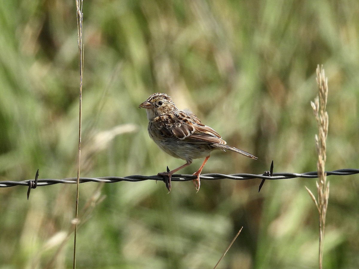 Grasshopper Sparrow - Randy Skaggs