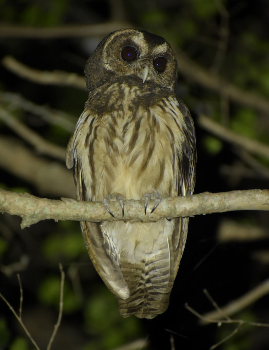 Mottled Owl - ML473567231