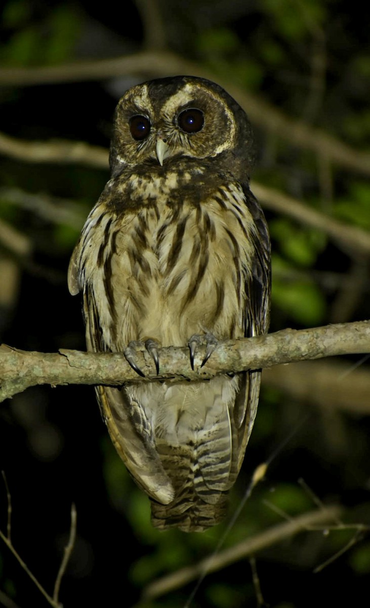 Mottled Owl - ML473567241