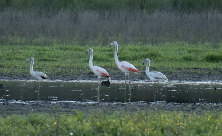 Chilean Flamingo - ML473567461