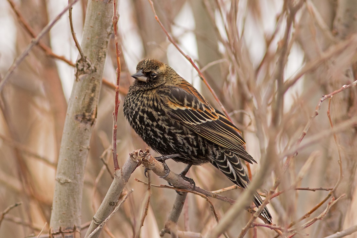 Red-winged Blackbird - ML47356751