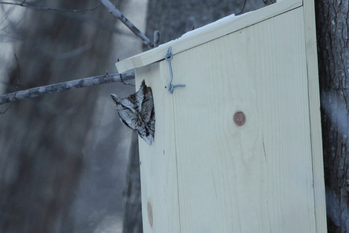 Eastern Screech-Owl - ML47356801