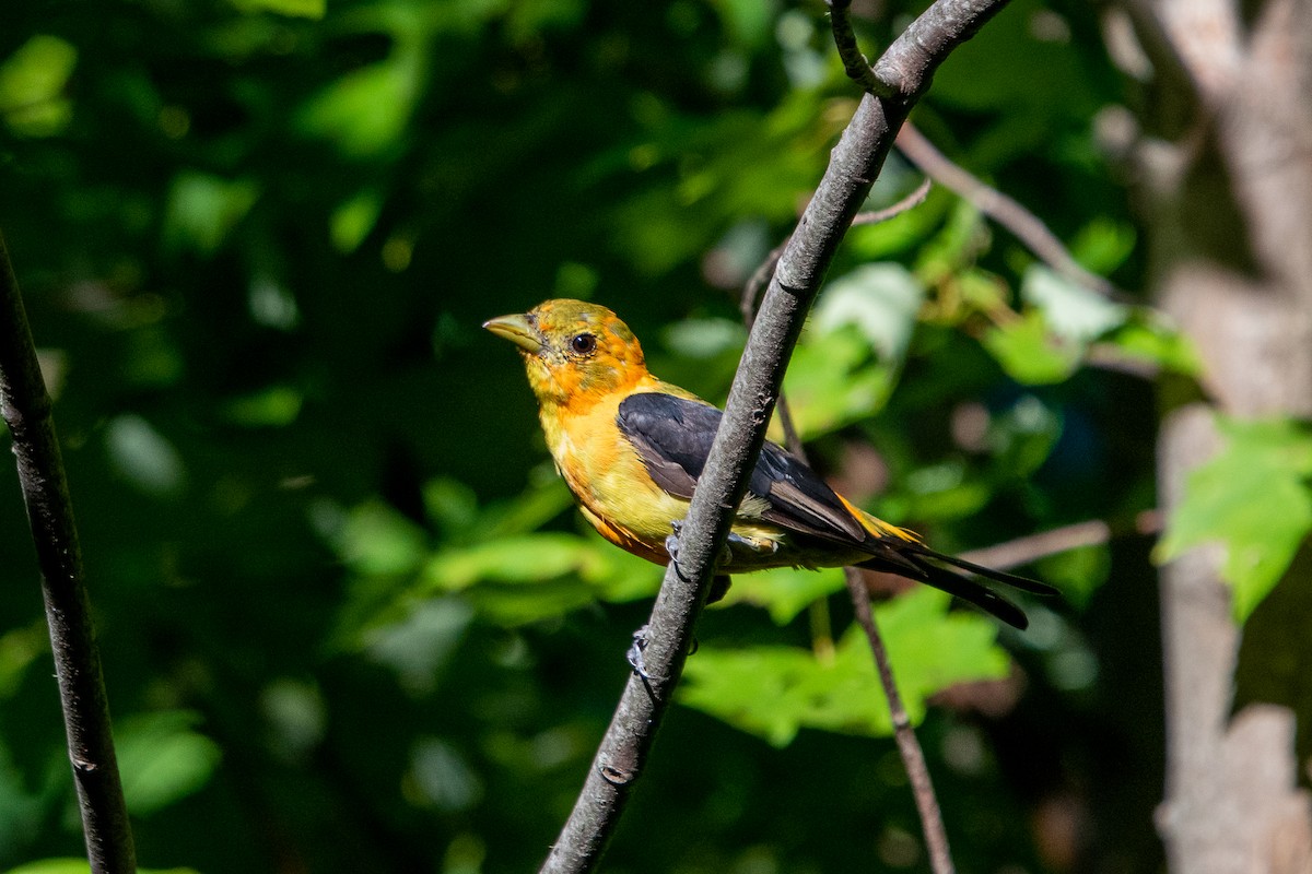 Scarlet Tanager - Andrew Lydeard
