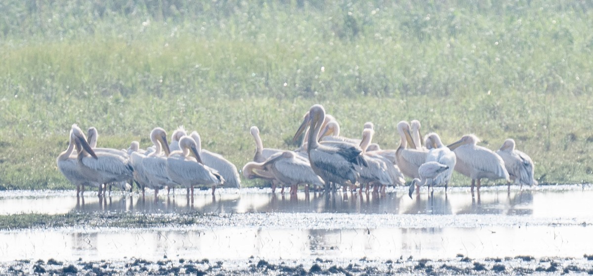 Pink-backed Pelican - ML473568721