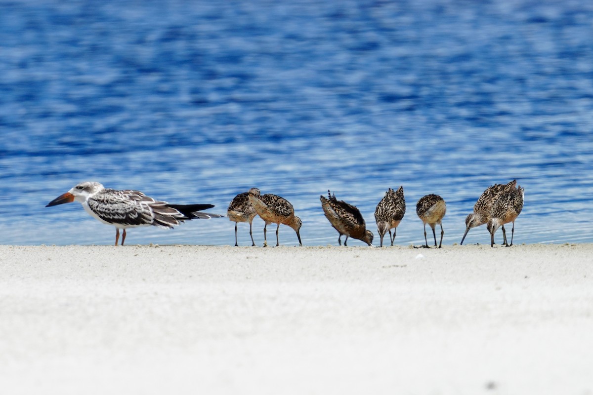 Short-billed Dowitcher - ML473569091