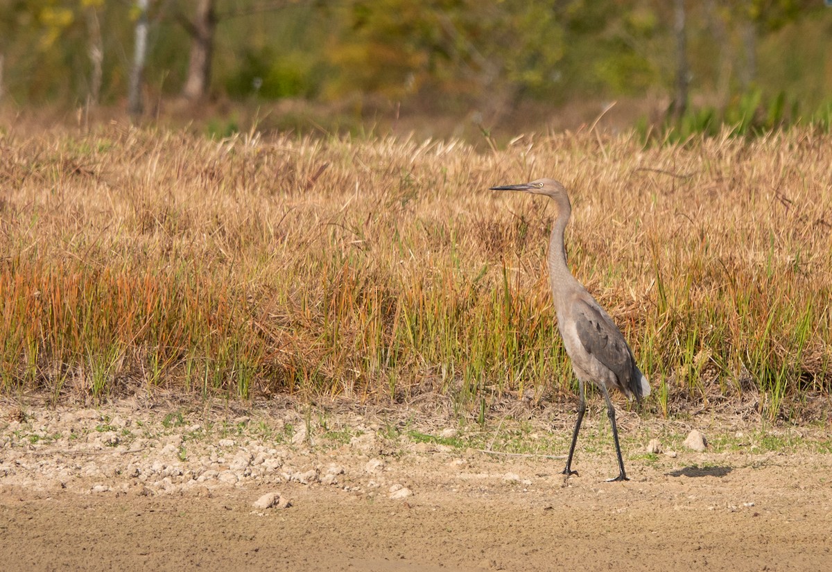 Reddish Egret - ML473570281