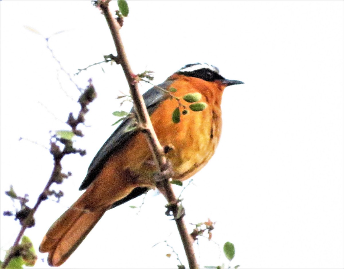 White-browed Robin-Chat - ML473570291